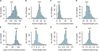 Whole Genome Characterization of a Few EMS-Induced Mutants of Upland Rice Variety Nagina 22 Reveals a Staggeringly High Frequency of SNPs Which Show High Phenotypic Plasticity Towards the Wild-Type